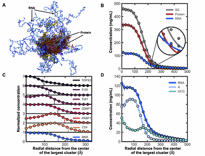 Coarse-grained Modeling of Stress Granule Structure and Dissolution with Small-molecule Compounds
