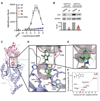 LCK-targeting molecular glues overcome resistance to inhibitor-based therapy in T-cell acute lymphoblastic leukemia