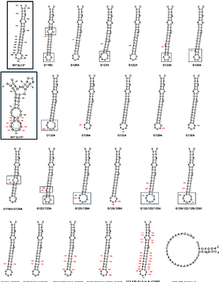 A Guanine-quadruplex located on the negative strand of the hepatitis C virus facilitates efficient genomic RNA synthesis