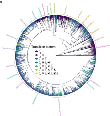 Frequent transitions from night-to-day activity after mass extinctions