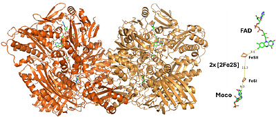 Structure of human aldehyde oxidase under tris(2-carboxyethyl)phosphine-reducing conditions