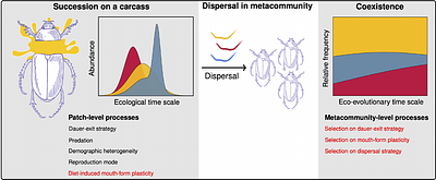The dynamics of coexistence and succession in a decaying ecosystem