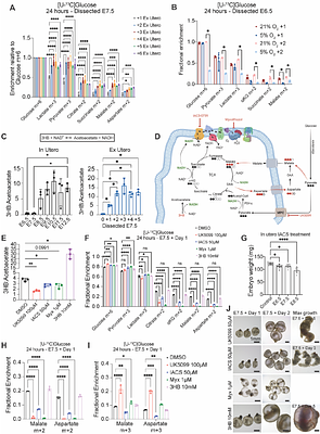 Reconstituting Mouse Embryogenesis Ex Utero from Gastrulation to Fetal Development Reveals Maternally Independent Metabolic Programs