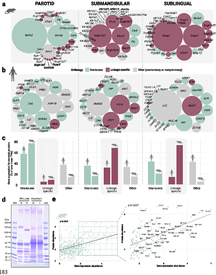 Gene Expansion and Regulatory Rewiring Shape Sex-Biased Evolution of the Mouse Submandibular Gland Secretome