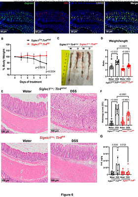 Endotoxemia and TLR4 via tissue resident macrophages triggers anemia in mouse model of colitis