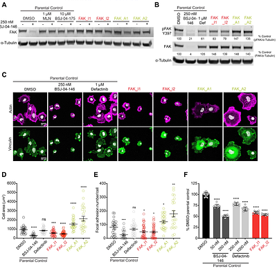 De novo design of selective kinase modulators