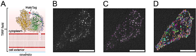 Heterotrimeric G proteins exhibit subtype-specific mobility differences in live cells
