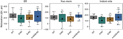 Quantifying Intracellular Mechanosensitive Response upon Spatially Defined Mechano-Chemical Triggering