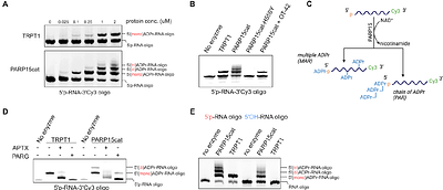 Human PARPs modify RNA nucleobases in vitro and in cells