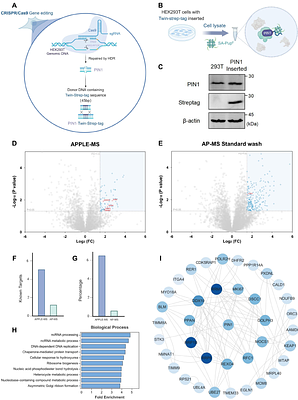 APPLE-MS: A affinity purification-mass spectrometry method assisted by PafA-mediated proximity labeling