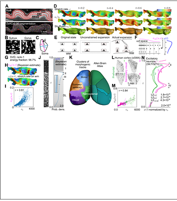 Reconstructing the developmental history of the cortex from postmortem tissue
