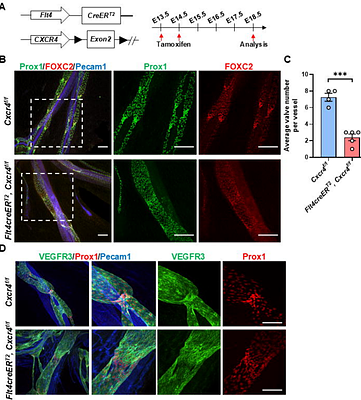 CXCL12/CXCR4 Governs Lymphatic Valve Formation Through Flow Dependent AKT/FOXO1/FOXC2 Activation