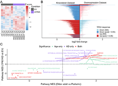 p63 regulates stem cell maintenance and age-associated functional decline in human airway basal cells