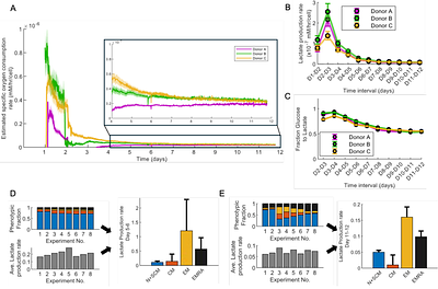 Dynamic estimation of metabolic state during CAR T cell production and the relationship of early metabolism to final therapeutic product