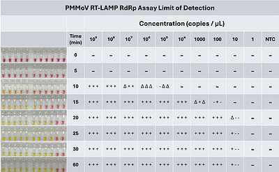 A reverse-transcription loop-mediated isothermal amplification (RT-LAMP) assay for the rapid colorimetric detection of pepper mild mottle virus (PMMoV)