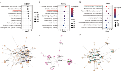 Systems genetics identifies the association between Enc1 and cognitive function in the hippocampus