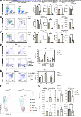 Ubiquitin-specific protease 8 controls B cell proteostasis and cell survival in multiple myeloma