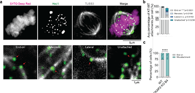 The spindle protein CKAP2 regulates microtubule dynamics and ensures faithful chromosome segregation.