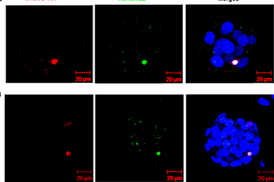 Activation of the Maternal Genome Through Asymmetric Distribution of Oocyte-Genome-Associated Histone H3.3