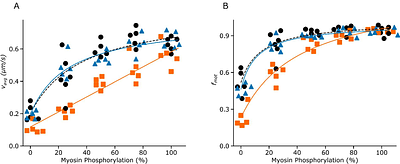Molecular mechanics of smooth muscle contraction and relaxation modulated by caldesmon