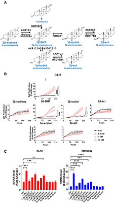5β-Dihydrotestosterone reveals a mutant androgen receptor vulnerability in prostate cancer