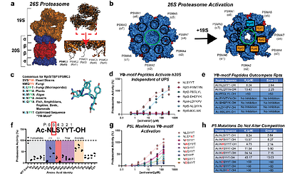 Resolving the Activation Mechanism of the Human 20S Proteasome