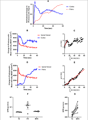 Modelling Glomerular Filtration using Multispectral Optoacoustic Tomography and a Novel Near-infrared Dye