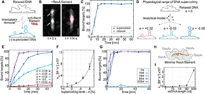 Chromosome topology gates productive RecA homology search