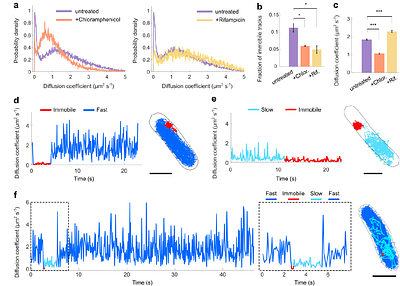 Replication-coupled search positions MutH for strand incision in DNA mismatch repair