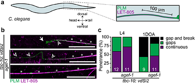 A conserved Arf-GEF modulates axonal integrity through RAB-35 by altering neuron-epidermal attachment