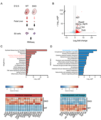 Defect in hematopoiesis and embryonic lethality at midgestation of Vps13a/Vps13c double knockout mice