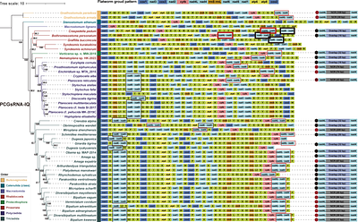 Mitochondrial Genome-Based Phylogeny of Turbellarians and Evidence for Accelerated Mitochondrial Evolution in Symbiotic Species