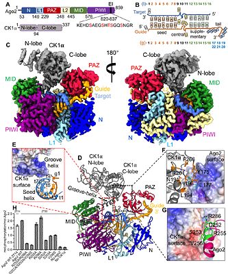 Structural dynamics between Argonaute-2 and CK1α promote target RNA release in microRNA-mediated silencing