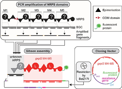 Development of a High-throughput in vivo Assay for the Determination of Adenylation Domain Specificities