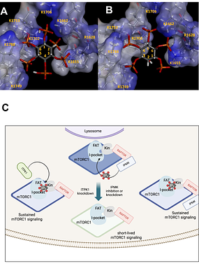 Suppression of ITPK1 and IPMK activities impairs mTORC1 signaling in pancreatic β-cells and implicates IP5 in stabilizing activated mTORC1