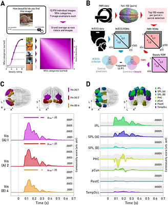 Primate visual cortex spontaneously computes the beauty of objects