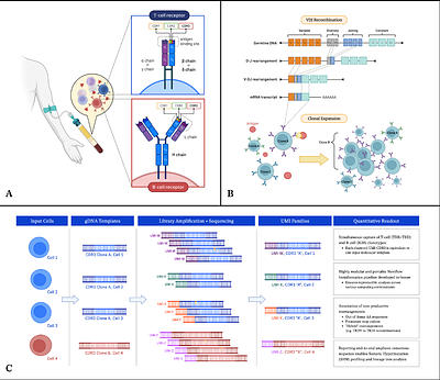 immunoPETE: A DNA-based integrated B-cell and T-cell receptor profiling platform