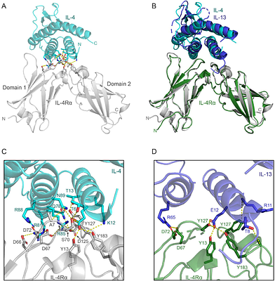 Crystal structure and molecular dynamics simulations of rademikibart Fab-IL-4Rα complex reveal biochemical basis for next-generation potent IL-4Rα inhibition in type 2 allergic and inflammatory diseases