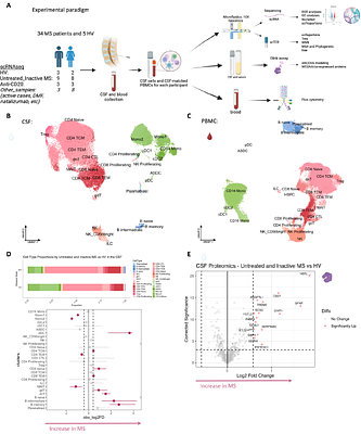 Maintenance of chronic neuroinflammation in multiple sclerosis via interferon signaling and CD8 T cell-mediated cytotoxicity