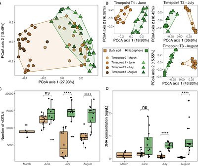 Host community activity, but not always composition, explains viral biogeography in bulk and rhizosphere soils over a tomato growing season