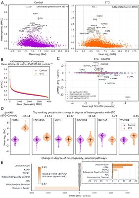 Single-Cell Proteomics Reveals Heterogeneous and Bimodal Proteome Responses to DNA Damage