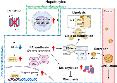 TMEM135 deficiency remodels hepatic lipid homeostasis and protein malonylation through a DHA-sensitive lipogenic program buffered by peroxisomal metabolism