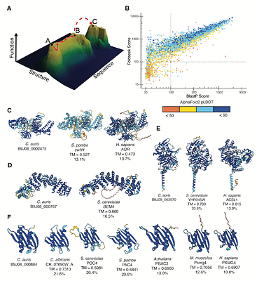 Deep homology and design of proteasome chaperone proteins in Candida auris