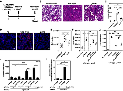 A sensor of oxidative stress confers virulence via response memory in Acinetobacter baumannii