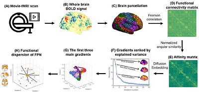 Frontoparietal functional dedifferentiation during naturalistic movie watching among older adults at risk of emotional vulnerability