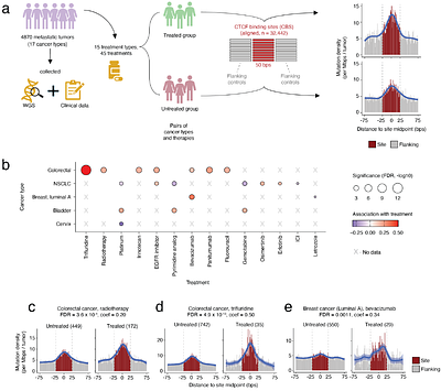 Therapy-associated mutagenesis at CTCF binding sites is shaped by chromatin context and DNA repair capacity