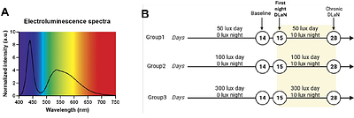 Bright Days Buffer Nighttime Light: Daytime Illumination Shapes Sex Differences in Sleep and Circadian Regulation