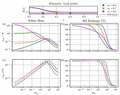 How brain pulsations drive solute transport in thecranial subarachnoid space: insights from a toymodel