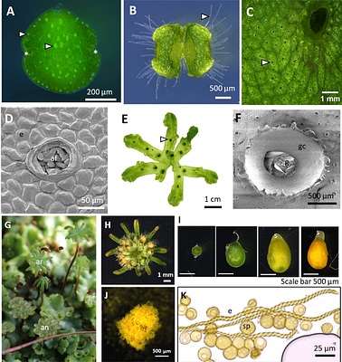 Modulation of the GT Family 47 clade B gene affects arabinan deposition in elaters of Marchantia polymorpha
