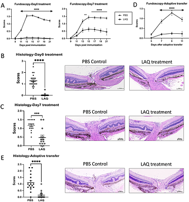 Laquinimod treatment attenuates EAU by inhibiting both the inductive and effector phases in an APC-dependent manner